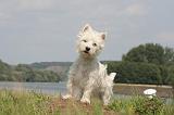 WESTIE 402